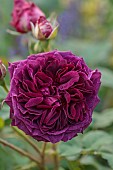 TYTHE BARN, OXFORDSHIRE, DESIGNER SARAH NAYBOUR: JUNE, PINK FLOWERS, BLOOMS OF ROSES, ROSA MUNSTEAD WOOD
