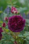 TYTHE BARN, OXFORDSHIRE, DESIGNER SARAH NAYBOUR: JUNE, PINK FLOWERS, BLOOMS OF ROSES, ROSA MUNSTEAD WOOD