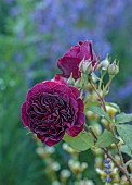 TYTHE BARN, OXFORDSHIRE, DESIGNER SARAH NAYBOUR: JUNE, PINK FLOWERS, BLOOMS OF ROSES, ROSA MUNSTEAD WOOD