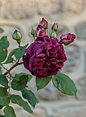 TYTHE BARN, OXFORDSHIRE, DESIGNER SARAH NAYBOUR: JUNE, PINK FLOWERS, BLOOMS OF ROSES, ROSA MUNSTEAD WOOD
