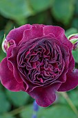 TYTHE BARN, OXFORDSHIRE, DESIGNER SARAH NAYBOUR: JUNE, PINK FLOWERS, BLOOMS OF ROSES, ROSA MUNSTEAD WOOD