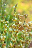 TYTHE BARN, OXFORDSHIRE, DESIGNER SARAH NAYBOUR: YELLOW FLOWERS OF SISYRINCHIUM STRIATUM, PERENNIALS