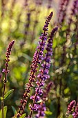 TYTHE BARN, OXFORDSHIRE, DESIGNER SARAH NAYBOUR: JUNE, PURPLE FLOWERS, BLOOMS OF SAGE, SALVIA NEMEROSA CARADONNA