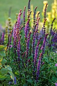 TYTHE BARN, OXFORDSHIRE, DESIGNER SARAH NAYBOUR: JUNE, PURPLE FLOWERS, BLOOMS OF SAGE, SALVIA NEMEROSA CARADONNA