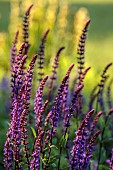 TYTHE BARN, OXFORDSHIRE, DESIGNER SARAH NAYBOUR: JUNE, PURPLE FLOWERS, BLOOMS OF SAGE, SALVIA NEMEROSA CARADONNA