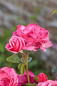 TYTHE BARN, OXFORDSHIRE, DESIGNER SARAH NAYBOUR: JUNE, RED, PINK FLOWERS, BLOOMS OF ROSES, ROSA WILD EDRIC