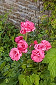 TYTHE BARN, OXFORDSHIRE, DESIGNER SARAH NAYBOUR: JUNE, RED, PINK FLOWERS, BLOOMS OF ROSES, ROSA WILD EDRIC