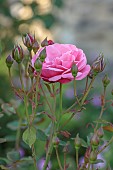 TYTHE BARN, OXFORDSHIRE, DESIGNER SARAH NAYBOUR: JUNE, RED, PINK FLOWERS, BLOOMS OF ROSES, ROSA WILD EDRIC