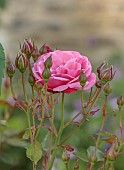 TYTHE BARN, OXFORDSHIRE, DESIGNER SARAH NAYBOUR: JUNE, RED, PINK FLOWERS, BLOOMS OF ROSES, ROSA WILD EDRIC