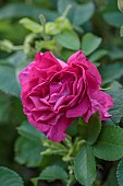 TYTHE BARN, OXFORDSHIRE, DESIGNER SARAH NAYBOUR: JUNE, RED, PINK FLOWERS, BLOOMS OF ROSES, ROSA WILD EDRIC