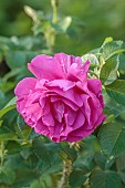 TYTHE BARN, OXFORDSHIRE, DESIGNER SARAH NAYBOUR: JUNE, RED, PINK FLOWERS, BLOOMS OF ROSES, ROSA WILD EDRIC
