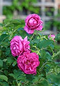 TYTHE BARN, OXFORDSHIRE, DESIGNER SARAH NAYBOUR: JUNE, RED, PINK FLOWERS, BLOOMS OF ROSES, ROSA WILD EDRIC