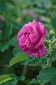TYTHE BARN, OXFORDSHIRE, DESIGNER SARAH NAYBOUR: JUNE, RED, PINK FLOWERS, BLOOMS OF ROSES, ROSA WILD EDRIC