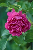 TYTHE BARN, OXFORDSHIRE, DESIGNER SARAH NAYBOUR: JUNE, RED, PINK FLOWERS, BLOOMS OF ROSES, ROSA WILD EDRIC
