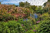 OLD BLADBEAN STUD GARDENS, KENT: JUNE, THE ROSE GARDEN, DELPHINIUMS, PAULS HIMALAYAN MUSK, ROSA SHROPSHIRE LAD, ROSA CONSTANCE SPRY, ALLIUMS, WALLED GARDEN