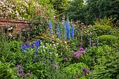 OLD BLADBEAN STUD GARDENS, KENT: JUNE, THE ROSE GARDEN, DELPHINIUMS, PAULS HIMALAYAN MUSK, ROSA BARBARA AUSTIN, ALLIUMS, WALLED GARDEN