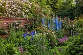 OLD BLADBEAN STUD GARDENS, KENT: JUNE, THE ROSE GARDEN, DELPHINIUMS, PAULS HIMALAYAN MUSK, ROSA BARBARA AUSTIN, ALLIUMS, WALLED GARDEN