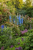 OLD BLADBEAN STUD GARDENS, KENT: JUNE, THE ROSE GARDEN, DELPHINIUMS, PAULS HIMALAYAN MUSK, ROSA BARBARA AUSTIN, ALLIUMS, WALLED GARDEN