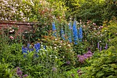 OLD BLADBEAN STUD GARDENS, KENT: JUNE, THE ROSE GARDEN, DELPHINIUMS, PAULS HIMALAYAN MUSK, ROSA BARBARA AUSTIN, ALLIUMS, WALLED GARDEN