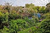 OLD BLADBEAN STUD GARDENS, KENT: JUNE, THE ROSE GARDEN, DELPHINIUMS, PAULS HIMALAYAN MUSK, ROSA SHROPSHIRE LAD, ROSA CONSTANCE SPRY, ALLIUMS, WALLED GARDEN