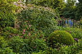 OLD BLADBEAN STUD GARDENS, KENT: JUNE, THE ROSE GARDEN, DELPHINIUMS, PAULS HIMALAYAN MUSK