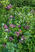 OLD BLADBEAN STUD GARDENS, KENT: JUNE, THE ROSE GARDEN, PLANT ASSOCIATION, COMBINATION OF ALLIUM CHRISTOPHII AND GERANIUM PRATENSE F ALBUM
