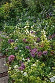 OLD BLADBEAN STUD GARDENS, KENT: JUNE, THE ROSE GARDEN, PLANT ASSOCIATION, COMBINATION OF ALLIUM CHRISTOPHII AND GERANIUM PRATENSE F ALBUM