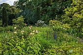 OLD BLADBEAN STUD GARDENS, KENT: JUNE, LAWN, LAMBYS WALK, PHLOMIS RUSSELIANA, VERONICASTRUM VIRGINICUM, HYBRID MUSK ROSE, ROSA BUFF BEAUTY, ROSA MOONLIGHT