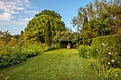 OLD BLADBEAN STUD GARDENS, KENT: JUNE, LAWN, LAMBYS WALK, SCULPTURE OF IRIS WOLFHOUND BY ZENOS FRUDAKIS, ROSE, ROSA CROCUS LAWN, PHLOMIS RUSSELIANA, SISYRINCHIUM STRIATUM