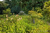 OLD BLADBEAN STUD GARDENS, KENT: JUNE, LAWN, LAMBYS WALK, PHLOMIS RUSSELIANA, VERONICASTRUM VIRGINICUM, HYBRID MUSK ROSE, ROSA BUFF BEAUTY, ROSA MOONLIGHT