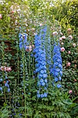 OLD BLADBEAN STUD GARDENS, KENT: JUNE, THE ROSE GARDEN, BLUE DELPHINIUMS FGROWN FROM SEED