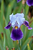 OLD BLADBEAN STUD GARDENS, KENT: JUNE, PURPLE, BLUE FLOWERS, BLOOMS OF IRIS BRAITHWAITE