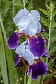 OLD BLADBEAN STUD GARDENS, KENT: JUNE, PURPLE, BLUE FLOWERS, BLOOMS OF IRIS BRAITHWAITE