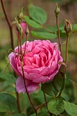 OLD BLADBEAN STUD GARDENS, KENT: JUNE, PINK FLOWERS OF DAVID AUSTIN ROSE, ROSA JOHN CLARE