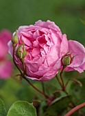 OLD BLADBEAN STUD GARDENS, KENT: JUNE, PINK FLOWERS OF DAVID AUSTIN ROSE, ROSA JOHN CLARE
