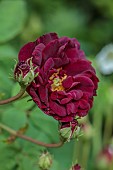 OLD BLADBEAN STUD GARDENS, KENT: JUNE, DEEP RED FLOWERS OF ROSE, ROSA GALLICA TUSCANY SUPERB