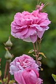 OLD BLADBEAN STUD GARDENS, KENT: JUNE, PINK FLOWERS OF DAVID AUSTIN ROSE, ROSA THE MAYFLOWER