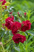 OLD BLADBEAN STUD GARDENS, KENT: JUNE, RED FLOWERS OF HYBRID RUGOSA ROSE, ROSA HUNTER