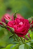 OLD BLADBEAN STUD GARDENS, KENT: JUNE, RED FLOWERS OF HYBRID RUGOSA ROSE, ROSA HUNTER