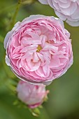 OLD BLADBEAN STUD GARDENS, KENT: JUNE, PALE PINK FLOWERS OF ROSE, ROSA GALLICA DUCHESSE DE MONTEBELLO