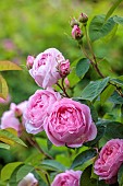 OLD BLADBEAN STUD GARDENS, KENT: JUNE, PINK FLOWERS OF DAVID AUSTIN ROSE, ROSA CONSTANCE SPRY