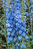 OLD BLADBEAN STUD GARDENS, KENT: JUNE, BLUE FLOWERS OF DELPHINIUM GROWN FROM SEED