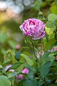 OLD BLADBEAN STUD GARDENS, KENT: JUNE, PINK FLOWERS OF BOURBON ROSE, ROSA HONORINE DE BRABANT