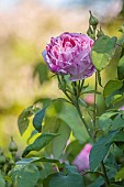 OLD BLADBEAN STUD GARDENS, KENT: JUNE, PINK FLOWERS OF BOURBON ROSE, ROSA HONORINE DE BRABANT