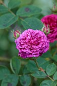 OLD BLADBEAN STUD GARDENS, KENT: JUNE, PINK FLOWERS OF BOURBON ROSE, ROSA GYPSY BOY