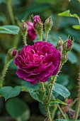OLD BLADBEAN STUD GARDENS, KENT: JUNE, PINK, RED FLOWRS, BLOOMS OF MOSS ROSE, ROSA HENRI MARTIN