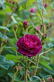 OLD BLADBEAN STUD GARDENS, KENT: JUNE, PINK, RED FLOWRS, BLOOMS OF MOSS ROSE, ROSA HENRI MARTIN