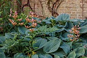 COTTESBROOKE HALL AND GARDENS, NORTHAMPTONSHIRE: JUNE, THE TERRACE, HOSTA SIEBOLDIANA VAR. ELEGANS, LILIUM MARTAGON PINK MORNING