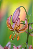 COTTESBROOKE HALL AND GARDENS, NORTHAMPTONSHIRE: JUNE, THE TERRACE, PINK FLOWERS, BLOOMS OF LILIUM MARTAGON PINK MORNING, BULBS