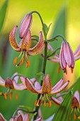 COTTESBROOKE HALL AND GARDENS, NORTHAMPTONSHIRE: JUNE, THE TERRACE, PINK FLOWERS, BLOOMS OF LILIUM MARTAGON PINK MORNING, BULBS